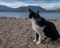 chat_et_canards 12/04/2019 - Quelques kilomètres plus à l'est, toujours au bord du même lac (le Lacar), je pose les roues de Jumbo pour encore une semaine. A ce train-là il...